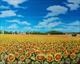 Sunflower fields in Charente Maritime France